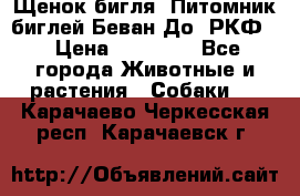 Щенок бигля. Питомник биглей Беван-До (РКФ) › Цена ­ 20 000 - Все города Животные и растения » Собаки   . Карачаево-Черкесская респ.,Карачаевск г.